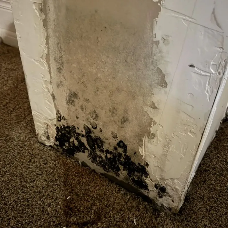 Professional Mold Removal in Lake Delton, WI